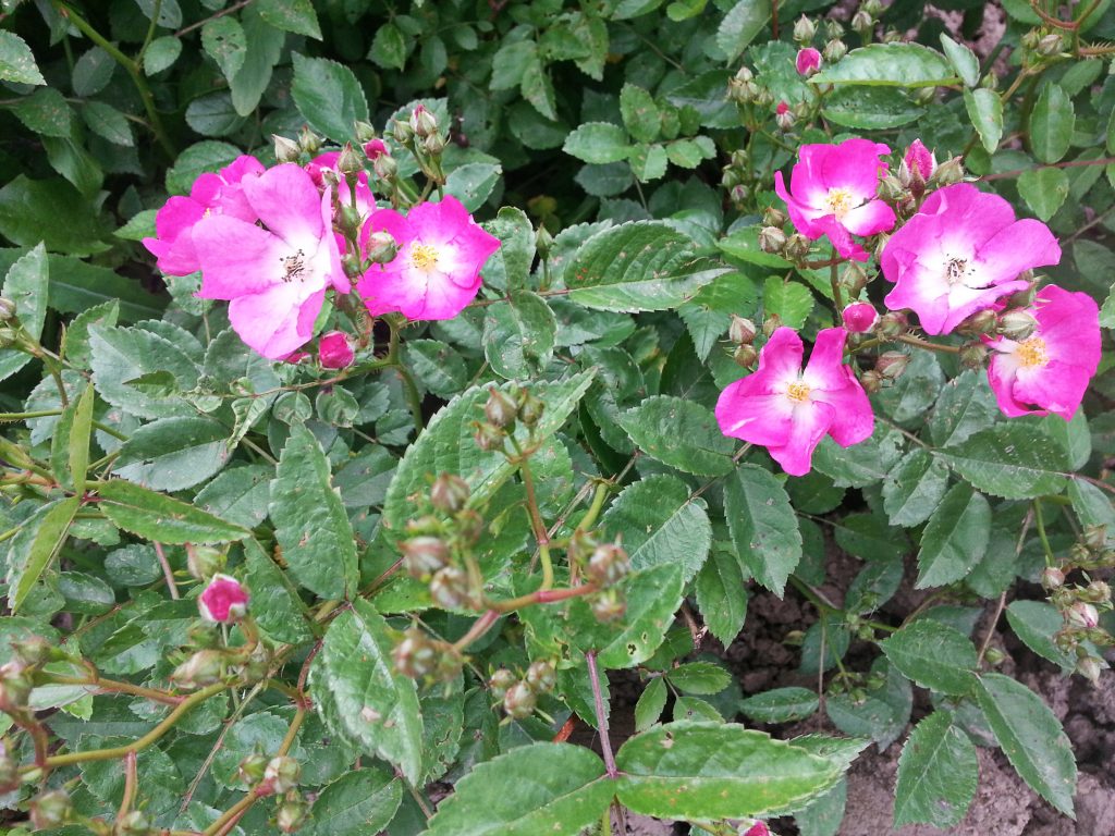Цветение шиповника розовыми цветами