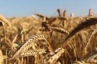 Фото Семена гибридов «Ладожские LD»