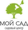 Томат Буденовка розовая от садового центра «Мой сад»