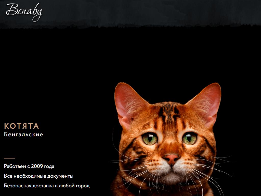 Benaby, питомник кошек редких пород на сайте Справка-Регион