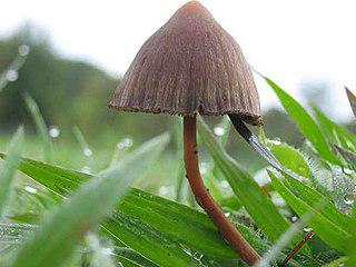 Для ацтеков «плотью бога» был священный галлюциногенный гриб Теонанакатль. Фото 4 