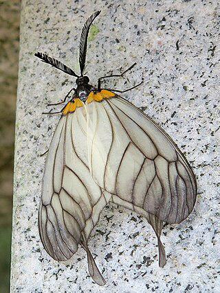 Для некоторых короткая прелюдия — залог успешного продолжения рода. Фото 2 