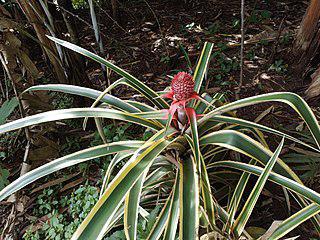 Для размягчения мясных продуктов используют фермент из ананаса. Фото 2 