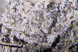 Имя учёного-геолога носят минерал и научный институт, в котором работал его сын. Фото 2 