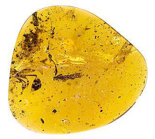 Ископаемые самцы стрекоз соблазняли партнёрш сексуальными плоскими ножками. Фото 1 