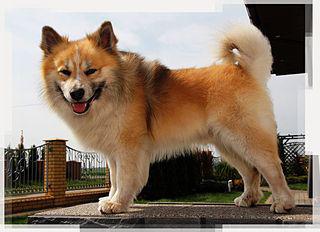 Исландская собака бьёт воздушную тревогу. Фото 1 