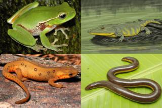 Из 50 видов земноводных, обитающих в Уругвае, 49 бесхвостых и один безногий. Фото 2 