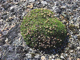 Кое-где на Земле подушки могут расти сами по себе. Фото 1 