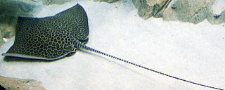 Леопардовыми бывают не только рыбы, но и веслоноги, эублефары, полозы, а также птицы. Фото 3 