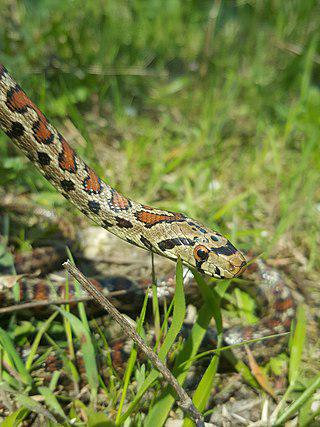 Леопардовыми бывают не только рыбы, но и веслоноги, эублефары, полозы, а также птицы. Фото 5 
