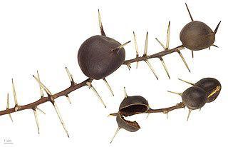 Муравьи-агрономы сажают семена растений и живут в выросших из них домациях. Фото 1 