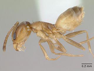 Муравьи одного из южноамериканских видов (на илл.) жертвуют собой по ночам. Фото 1 