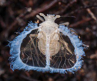 Некоторые «лесные феи» (на илл.) живут только в пещерах. Фото 1 