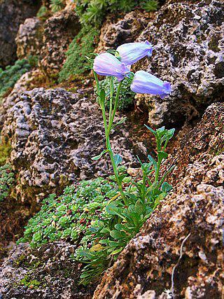 Один из альпийских колокольчиков (на илл.) способен выжить при температуре до −40 °C. Фото 1 