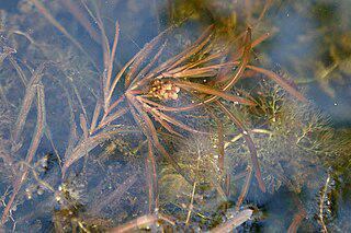 Остролистый и туполистый рдест иногда размножается почками, погружающимися на дно при снижении температуры до +4 °C. Фото 2 