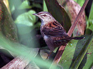 Певчий сверчок не имеет никакого отношения к сверчкам. Фото 1 