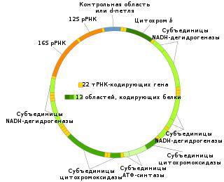 Повреждение всего лишь одного митохондриального гена способно вызвать слепоту, глухоту, деменцию, эпилепсию и сахарный диабет. Фото 1 