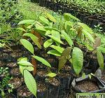 Правы те, кто думает, что молоко растёт на деревьях. Фото 1 