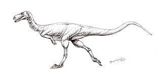 Пустынный динозавр передвигался, балансируя на одних только центральных пальцах, подобно страусам и тушканчикам. Фото 2 