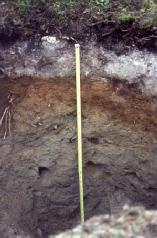 Русское название почв тайги и лесотундры из трёх латинских терминов описывает их химический состав. Фото 2 