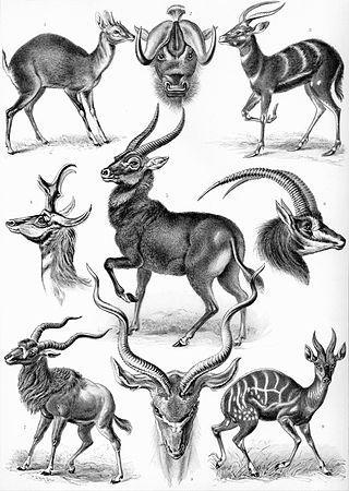 Семена южноафриканского растения замаскировались под помёт антилоп, чтобы обмануть жуков. Фото 1 