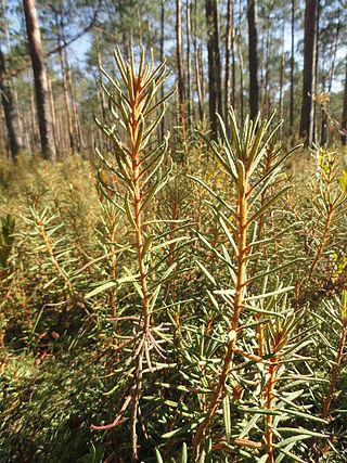 Символом Владивостока, кроме герба также является, так называемый, природный символ, в роли которого выступает цветок багульник… Фото 2 