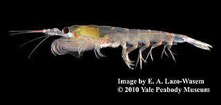 Тюлень-крабоед питается не крабами, а крилем, ибо в местах его обитания крабов просто не водится. Фото 2 