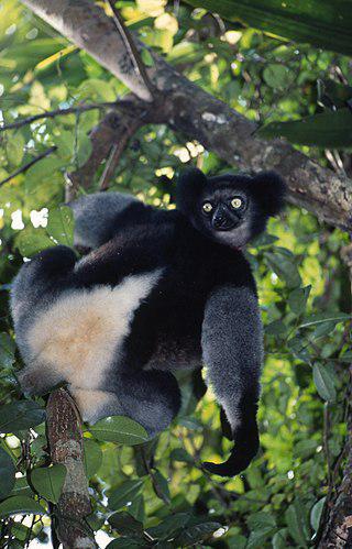 Утреннее «пение» индри бывает слышно за два километра. Фото 1 