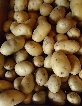 Увеличив долю сухого вещества на 1 %, можно потерять половину веса картофелины. Фото 1 