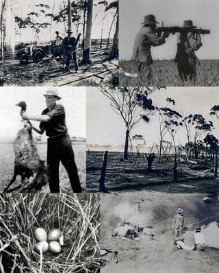 В 1932 году вооружённые силы Австралии вели боевые действия против страусов. Фото 2 