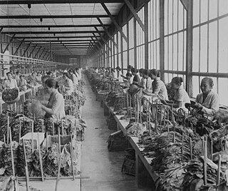 В Индонезии курят гвоздику. Фото 2 