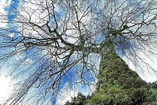 В Кологривском заповедном лесу был убит Леший. Фото 1 