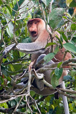 В лесу Борнео легче найти тысячу видов деревьев, чем тысячу деревьев одного вида. Фото 1 