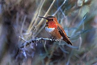 В Россию иногда залетают колибри. Фото 1 