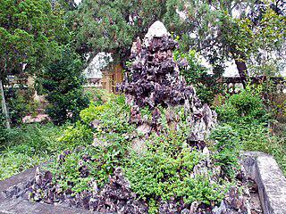 Вьетнамский бонсай может быть до восьми метров в высоту. Фото 1 