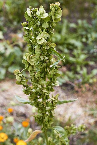 Вместо шпината в салат можно класть лебеду. Фото 2 