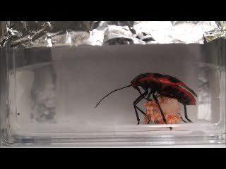 Японские субсоциальные «солдатики» приносят своим детёнышам только качественные плоды. Фото 1 