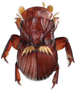 Жук с крылышками любви оказался слепым и без настоящих крыльев. Фото 1 