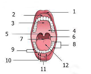 Зубы бывают не только во рту. Фото 2 