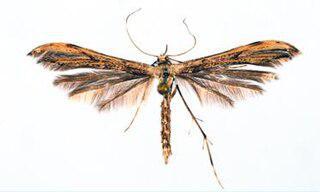 Бабочек называют в честь Шишкина, Куинджи, Репина, Васнецова, Поленова. Фото 2 