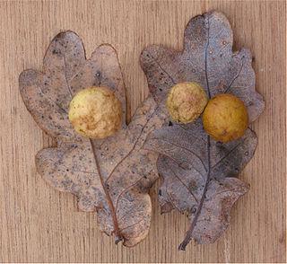 Для чего веками служили «дубовые яблоки»? Фото 1 