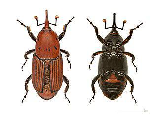 Для одних пальмовые долгоносики — враг, а для других — еда. Фото 1 