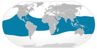 До полутысячи китовых акул сплываются весной к самому длинному прибрежному рифу Австралии. Фото 1 