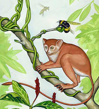 Древнейший скелет примата изучали с помощью синхротрона. Фото 2 