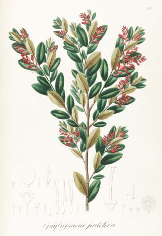 Гекльберри Финна могли бы звать Гейлюссакия Финн. Фото 3 