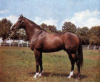 Гнедую кобылу из Польши угнали немецкие захватчики, из-за этого спустя полвека знаменитый русский скакун едва не лишился своих наград. Фото 1 