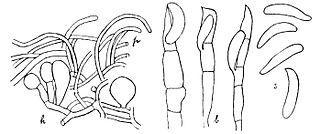 Грибы тоже могут заниматься животноводством. Фото 2 