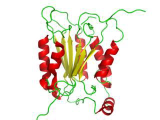 Испорченный ген каспазы CASP12 позволяет не испортиться его носителям. Фото 2 