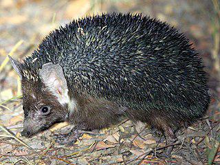 Лысые ежи быстро бегают, высоко прыгают и почти никогда не сворачиваются клубком. Фото 1 