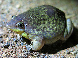 Мраморная лягушка-поросёнок — еда, лекарство и домашний любимец. Фото 1 